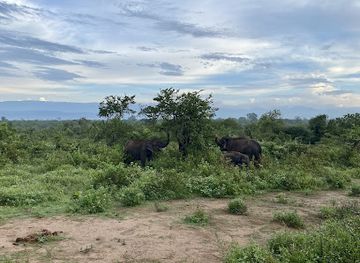 sri-lanka/udawalawe-national-park/attraction/udawalawe-wildlife-sanctuary-safari-tour