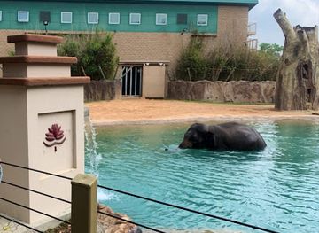 texas/houston/attraction/mcnair-asian-elephant-habitat