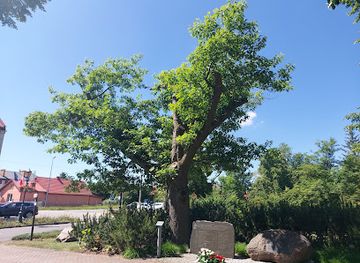 poland/zegrze-reservoir/attraction/freedom-oak-tree