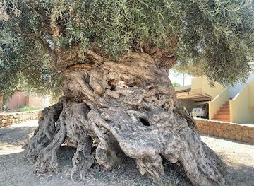 greece/chania/attraction/olive-tree-museum-of-vouves