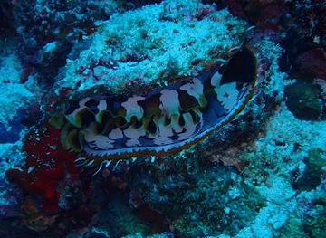 maldives/noonu-atoll/attraction/blue-hole