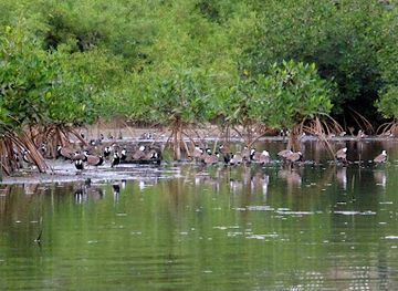 the-gambia/jokadu/attraction/bird-watcher-association