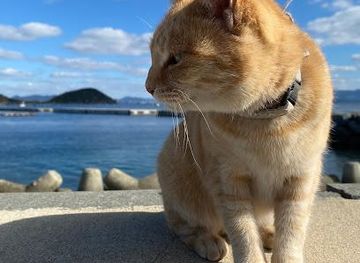 japan/fukuoka/attraction/ainoshima-island