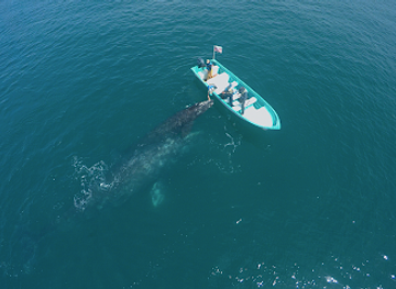 mexico/baja-california-peninsula/attraction/baja-ecotours