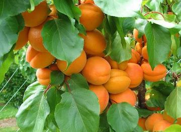 new-zealand/queenstown/attraction/jackson-orchards