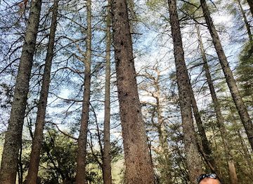 morocco/moulouya/attraction/cedre-forest