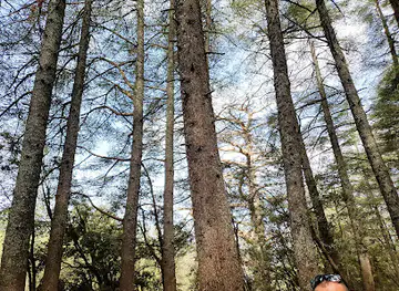 Cedre forest