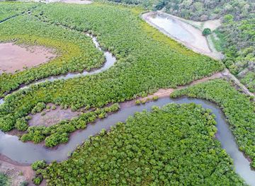 mayotte/plage-de-n-gouja/attraction/mangrove-de-kaweni