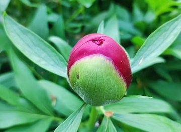 romania/satu-mare/attraction/biserica-penticostala-maghiara