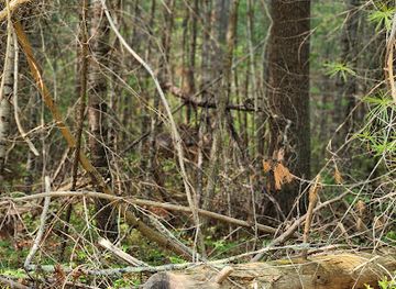 massachusetts/plymouth-county/attraction/plymouth-town-forest