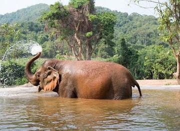 thailand/rayong/attraction/pattaya-elephant-sanctuary