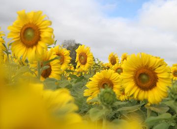 thailand/khao-yai-national-park/attraction/sun-flowers