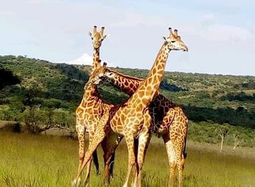 rwanda/southern-province/attraction/lion-safaris-rwanda