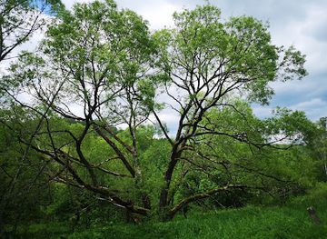 poland/bieszczady-mountains/attraction/pomnik-przyrody