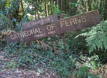 australia/blue-mountains-national-park/attraction/cathedral-of-ferns