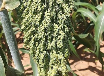 uganda/kampala/naguru/attraction/kailor