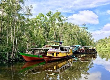 indonesia/central-kalimantan/attraction/borneo-primate-tours-orangutan-applause-day-tours