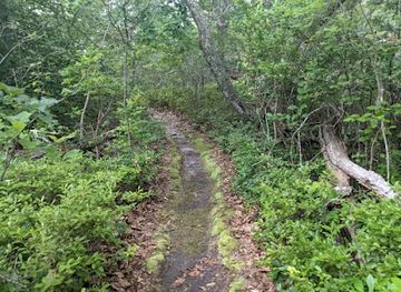 massachusetts/martha-s-vineyard/attraction/sheriff-s-meadow-foundation