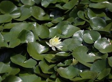 japan/kanazawa/attraction/utatsuyama-park-hanashoubuen