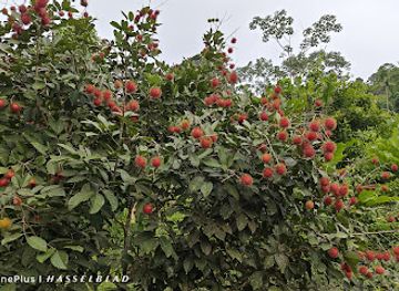 costa-rica/cahuita-national-park/attraction/soy-talamanca