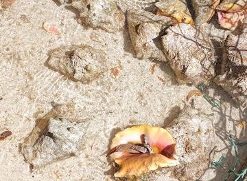 the-bahamas/bimini-islands/attraction/conch-reef