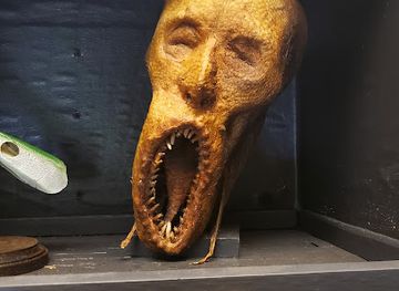 south-dakota/sioux-falls/attraction/abby-normal-s-museum-of-the-strange