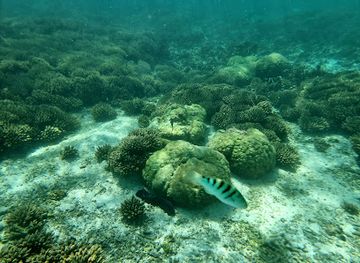 mauritius/blue-bay/attraction/blue-bay-riff