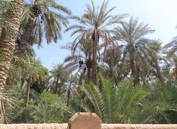united-arab-emirates/al-ain/attraction/al-ain-oasis