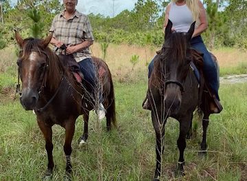 florida/lake-okeechobee/attraction/wagon-wheel-horse-farm