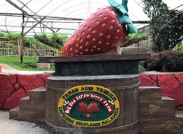 malaysia/pahang/attraction/big-red-strawberry-farm