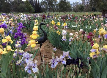 australia/riverina/attraction/riverina-iris-farm