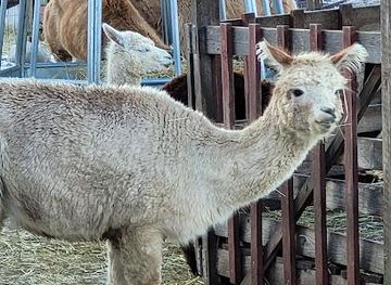finland/helsinki/attraction/ali-olli-alpaca-farm