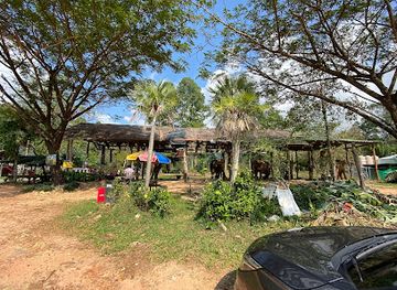 thailand/koh-chang/attraction/feed-the-elephants
