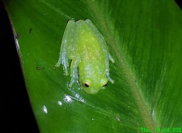 ecuador/santa-elena-region/attraction/kinkajou-night-walk