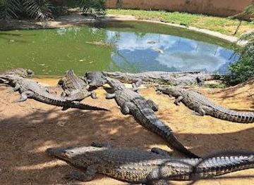 zambia/lusaka/attraction/kalimba-reptile-park
