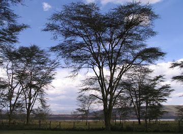 kenya/nakuru/attraction/lake-nakuru-view