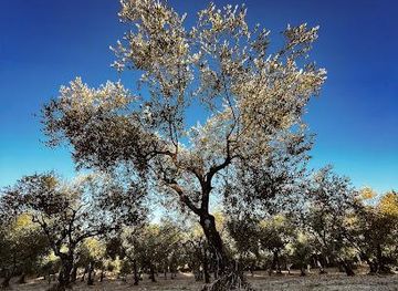 greece/corfu/attraction/dr-kavvadia-s-organic-farm