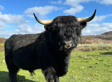 Highland cow tours