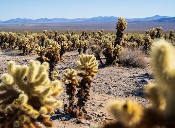 california/joshua-tree-national-park/attraction/cholla-cactus-garden