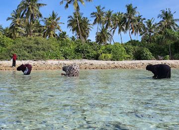maldives/meemu-atoll/attraction/kanneyfaru