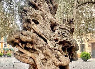 spain/balearic-islands/attraction/s-olivera-de-cort