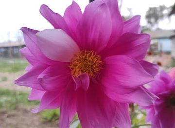 nepal/chitwan-national-park/attraction/arpha-ruzi-street