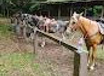 south-carolina/charleston/attraction/circle-b-stables