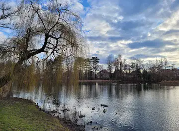 Monumentalna Wierzba Płacząca