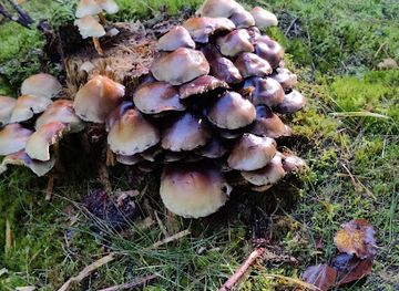 denmark/rold-skov/attraction/hvasstraet