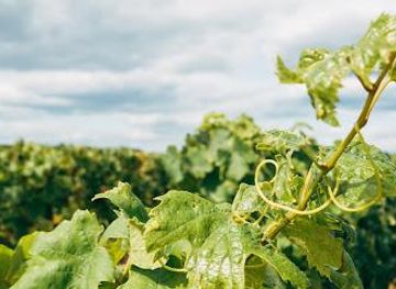 portugal/faro/attraction/quinta-dos-capinhas