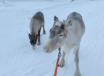 finland/rovaniemi/attraction/local-lifestyle-rovaniemi