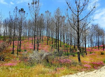 portugal/estremadura/attraction/pinhal-de-leiria