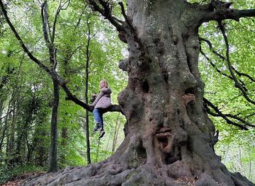 ireland/county-meath/attraction/balrath-woods