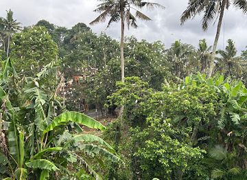 indonesia/bali/ubud/attraction/petulu-heron-bird-colony-watch-point
